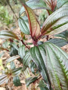 广西大山中草药材红毛稔 大毛捻毛菍 现采枝叶 500克 另有根出售