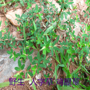 野生中草药材 人字草 ji眼草 三叶人字草 三叶草 公母草 新晒干品