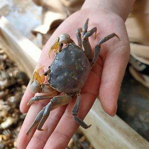 观赏蟹发财蟹野生嘟噜子活体螃蟹宠物淡水红蟹相守蟹将军蟹迷你蟹