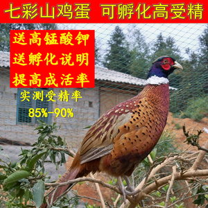 9052人付款淘宝七彩山鸡种蛋 高受精 可孵化的 蛋种蛋 30枚装 包邮