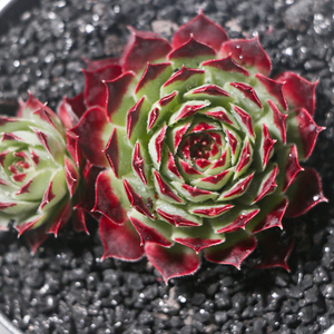 「柔情tederheid」长生草|多肉植物|薇薇安园艺|无忧售后