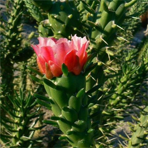 仙缘花卉仙人掌科圆筒柱属沙漠将军柱会开花能当嫁接砧木对版包邮