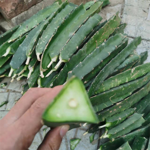 仙缘花卉红心火龙果嫁接砧木三角柱三棱箭多肉绿植防辐射阳厅窗台