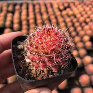 自根仙人球红娜丸开花群生多肉植物冬天红夏天绿自然变化防辐射