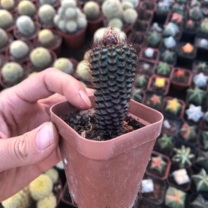 蜈蚣多肉仙人掌仙人球丸实生士童盆栽小型植物趣味防辐射会开黄花