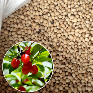 山樱桃种子毛樱桃山樱桃梅桃山豆子樱桃李桃种子砧木嫁接樱桃桃树