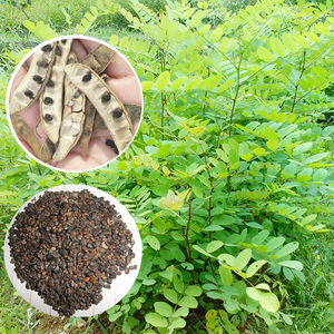 新采刺槐树种子洋槐刺儿槐树种籽子直杆刺槐金叶刺槐园林绿化