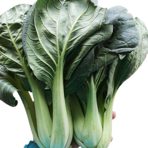 浙江江山农家农村新鲜现摘蔬菜白菜青菜露天种植 5斤装包邮