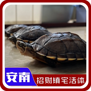 【宠物龟招财长寿龟】宠物龟招财长寿龟品牌,价格 - 阿里巴巴