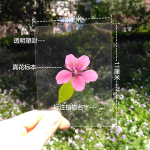 桃花杏花梨花樱花干花植物标本真花迎春花海棠花梅花家居装饰摆件