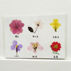 小花野花寻找春天的花朵桃花叶子青青小草植物树叶干花标本塑封