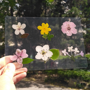 干鲜花标本真花