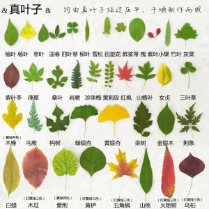 干树叶标本真叶子的形状心形椭圆形披针形扇形针形树叶画制作材料图片