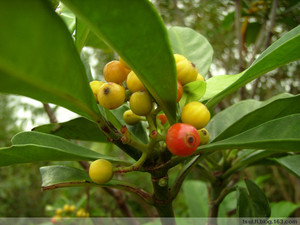九节木 山大刀 山大颜 大伤木 1棵苗