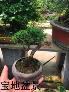 系鱼川小苗