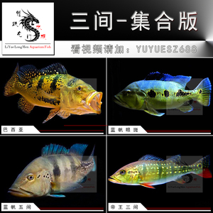 正宗巴西亚蓝帆眼斑帝王三间蓝帆五间苏里南满天星申古横带三间鱼