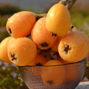 云南特产水果枇杷