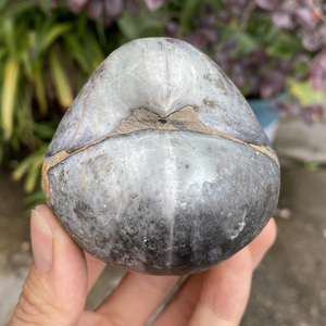 广西鹗头贝大型腕足无脊椎动物贝壳尖嘴贝摆件天然化石标本原石