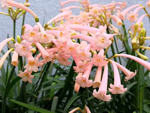 垂筒花种球 多年生易养球根花卉 阳台庭院楼顶盆栽植物秋冬开花
