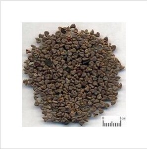 中药材 正品冬葵子 冬苋菜子 冬葵籽 冬寒菜子散装500g克