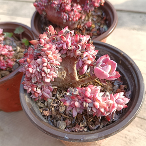 江苏基地直发滨海缀化9cm盆多肉植物组合套餐室内花卉植物盆栽