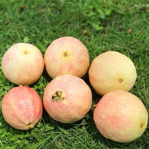 广州水果包邮新鲜特产