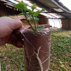 佛手瓜种籽种苗带芽佛手瓜苗种植洋瓜龙须菜盆栽苗子绿植蔬菜种子