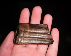 a02猛犸时代动物牙齿化石拍卖,古董蜜蜡翡翠和田玉古玩杂项玉石