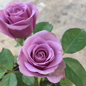 冷美人月季花苗切花玫瑰阳台庭院盆栽花卉多季开花抗病抗晒直立好