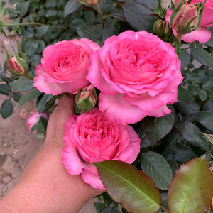 爬藤月季花苗大苗深粉龙沙宝石拱门花墙植物室内阳台盆栽庭院花卉