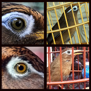 小代秘制sss高级打料正宗贵州配方画眉鸟食饲料闲散老人手工鸟粮