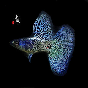 泰国金属蓝草孔雀鱼活体观赏鱼