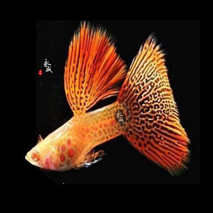 马来西亚精品红蕾丝白子孔雀鱼活体观赏鱼