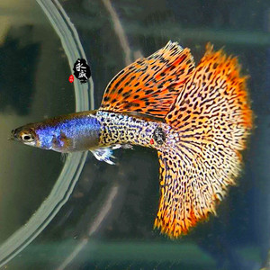 马来西亚野生金属红蕾丝孔雀鱼活体观赏鱼