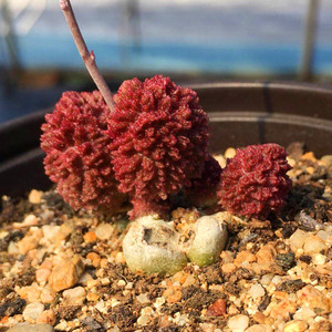 660人付款淘宝朱子玉多肉植物日系大疣朱紫玉水泡系列稀有品种精品