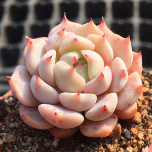红爪多肉植物松果红爪一物一拍清晟园艺实拍满包邮1月中更新