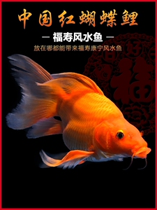 台湾火红球形蝴蝶鲤大鳍长尾球体锦鲤红色龙蝶鲤观赏鱼苗好养活体