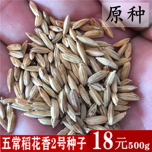 代购五常大米种子稻花香2号水稻原种粳米原粮产地直发两件包邮