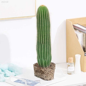 仙人柱蓝柱盆栽北欧风室内大型好养多肉绿植物量天尺龙凤柱仙人掌