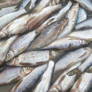 东北季花鱼冷水鱼鲫花鱼吉花季郎鱼鸡骨郎吉林江鱼5斤顺丰包邮