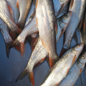 东北红尾鱼红珠鱼红稍边鱼翘嘴鱼一斤装 买4斤包邮