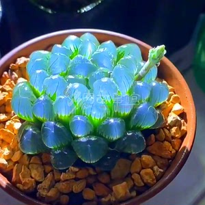 8045人付款淘宝潘氏冰灯植物十二卷