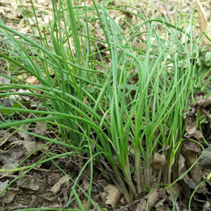 700人付款天猫野菜小野蒜新鲜重庆薤白野生小根蒜野葱特香葱小葱食用