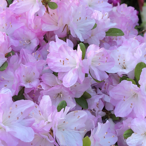 【湖滨园艺】九重 一加仑包邮 东洋久留米杜鹃花灌木庭院阳台露台