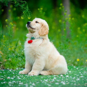 金毛幼犬纯种小金毛真狗活体导盲犬拉布拉多家养宠物狗活物寻回犬