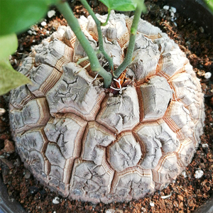 118弄南非龟甲龙一物一拍直播间可看细节球根块根多肉植物防辐射0