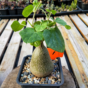 多肉植物银叶睡布袋一物一拍参考12cm盆带原盆土发货包邮块根容易