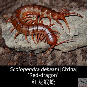 海南红龙蜈蚣广西西双版纳巨型哈氏蜈凶猛宠物爬虫实好养活物包邮