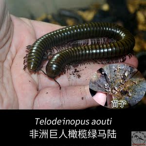 非洲巨人橄榄绿马陆新潮桌面宠物巨型千足虫活物摄影收藏精品包邮