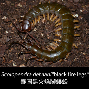 泰国黑火焰脚蜈 新潮人气宠物黑火巨型哈氏凶猛肥蛆现货爬虫包邮